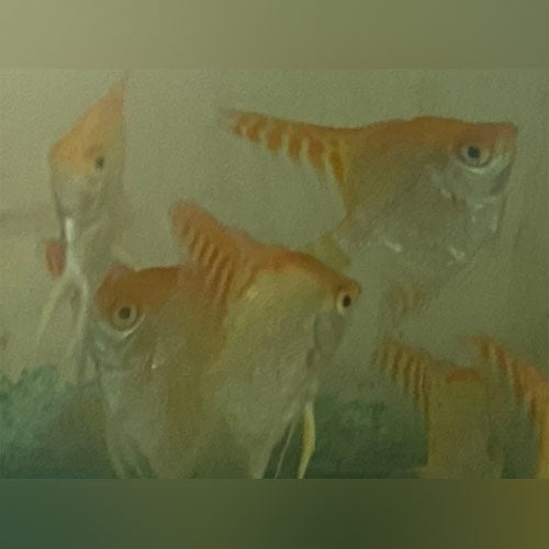 Red Head Gold Angelfish