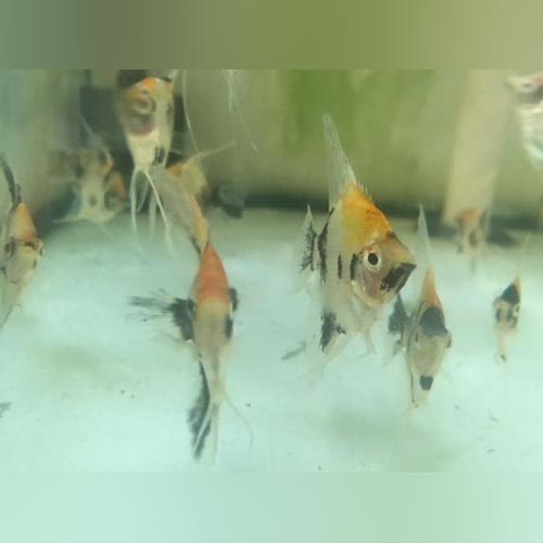 Red Head Koi Angelfish