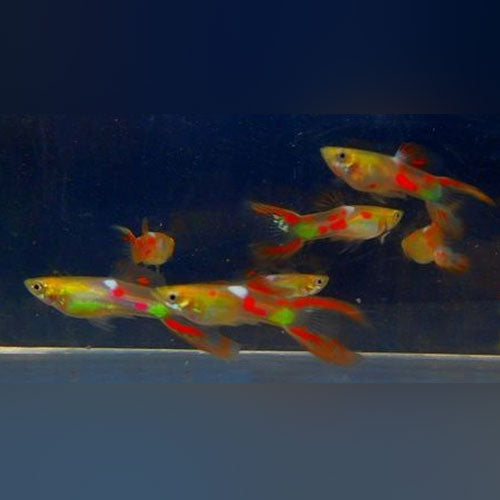 Red Lyretail Guppy (Pair)