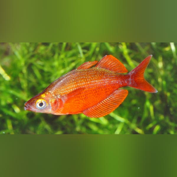 Red Rainbowfish