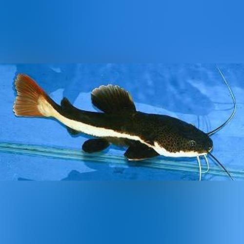 Red Tail Catfish for sale –