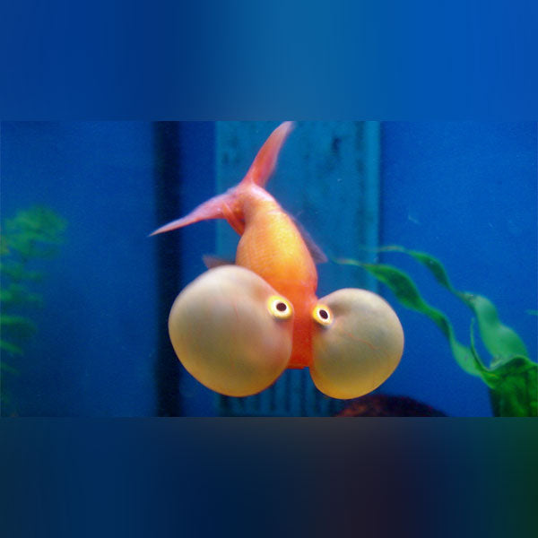 Bubble Eye Goldfish