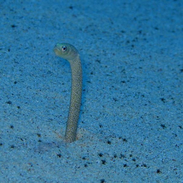 Garden Eel (Green and Black)