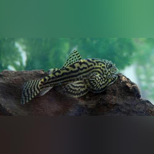 Reticulated Hillstream Loach for sale