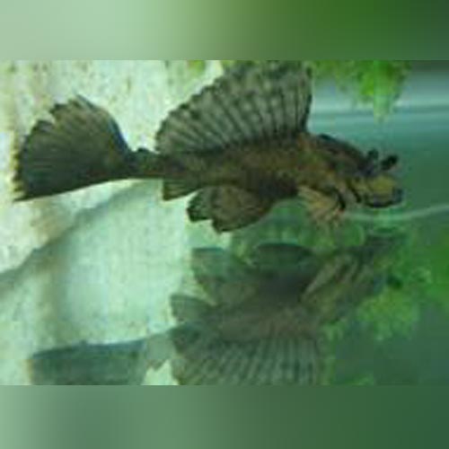 Rhino Pleco