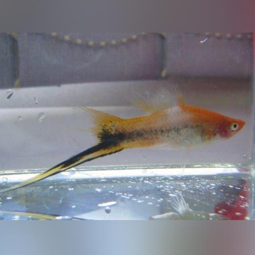 Sanke Tri Color Swordtail For Sale