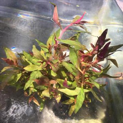 Telanthera aquarium plant
