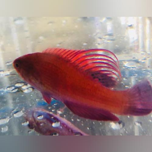 Scarlet Filament Wrasse