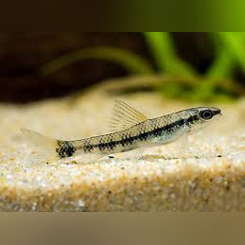 Darter Goby Tetra for sale