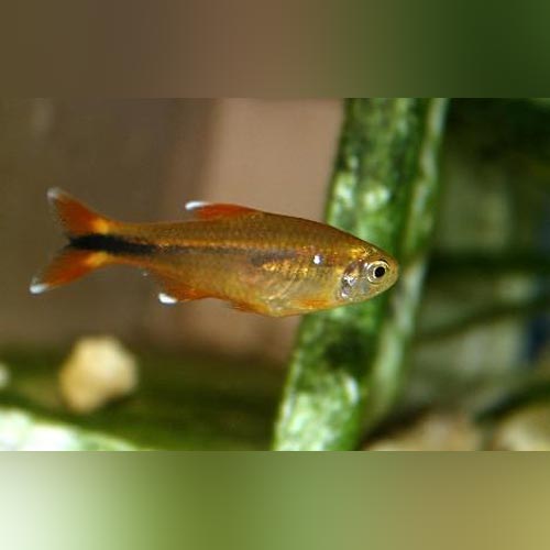 Silvertip Tetra