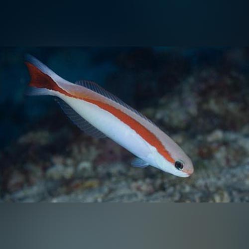 Skunk Tilefish Goby