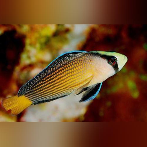 Splendid Dottyback