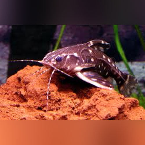 Spotted Raphael Catfish