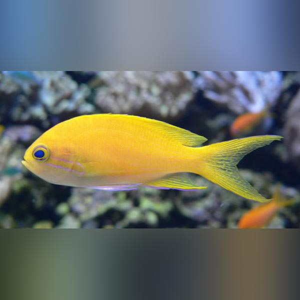 Squareback Anthias