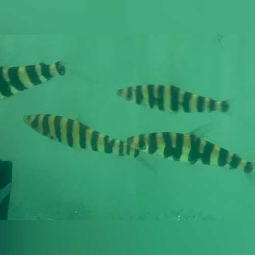 Striped Leporinus