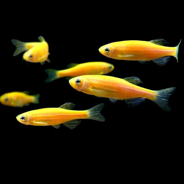 Sunburst Orange GloFish Danio