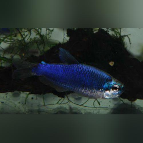Blue Emperor Tetra