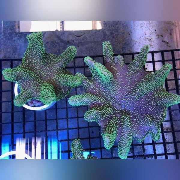 Super Green Leather - Aussie