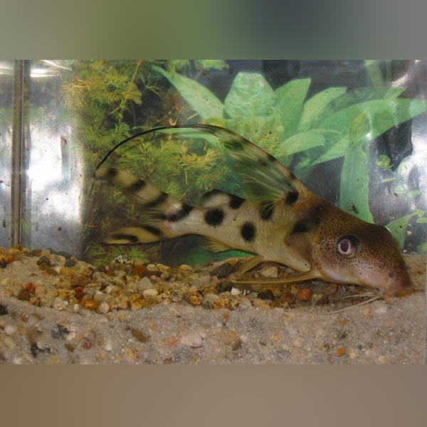 Syndodontis Decorus Catfish