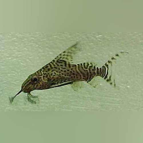 Synodontis Eupterus Catfish