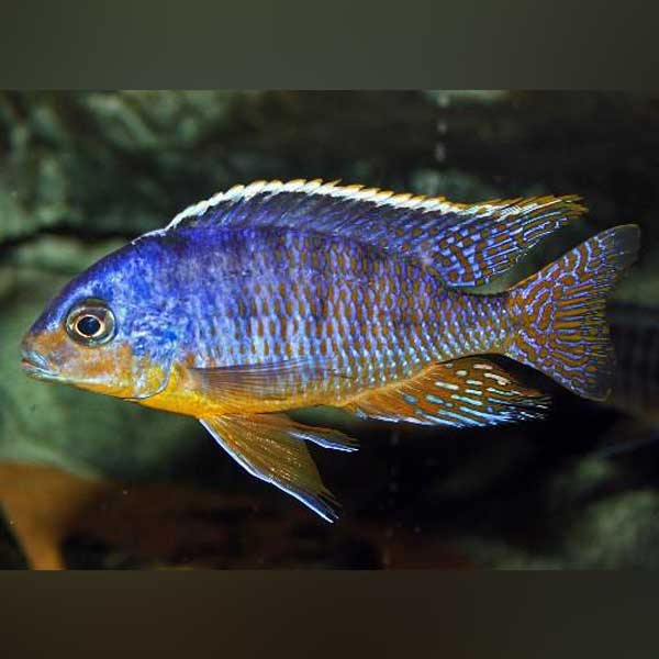 Taiwan Reef Cichlid