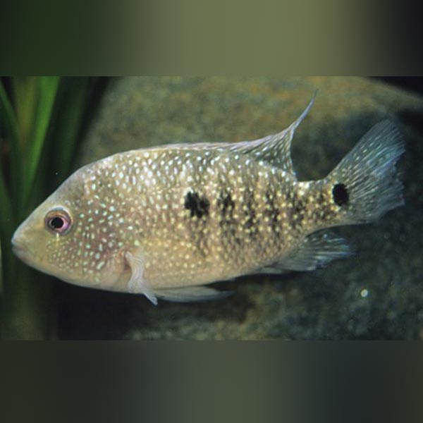 Texas Cichlid