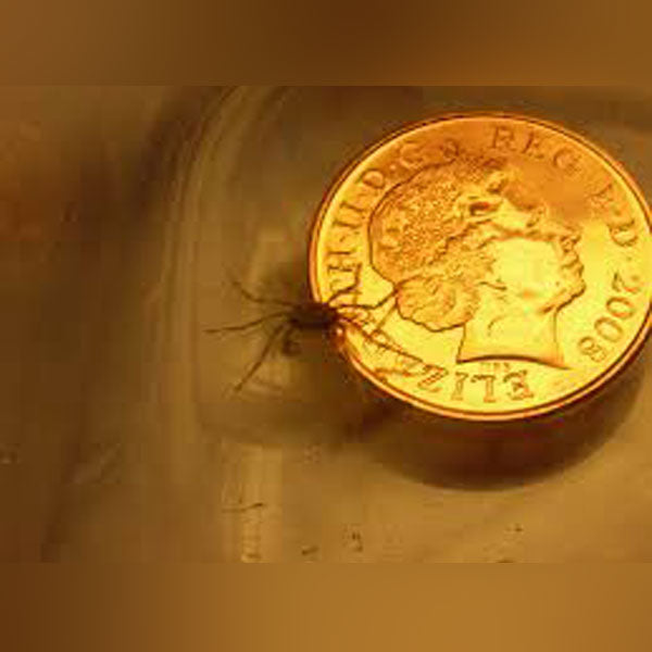 Thai Micro Spider Crab