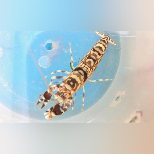 A tiger pistol shrimp with striped pattern, visible in a blue aquatic environment.
