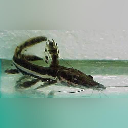 Tiger Shovelnose Catfish