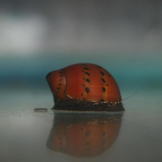 Tiger Blood Nerite Snail