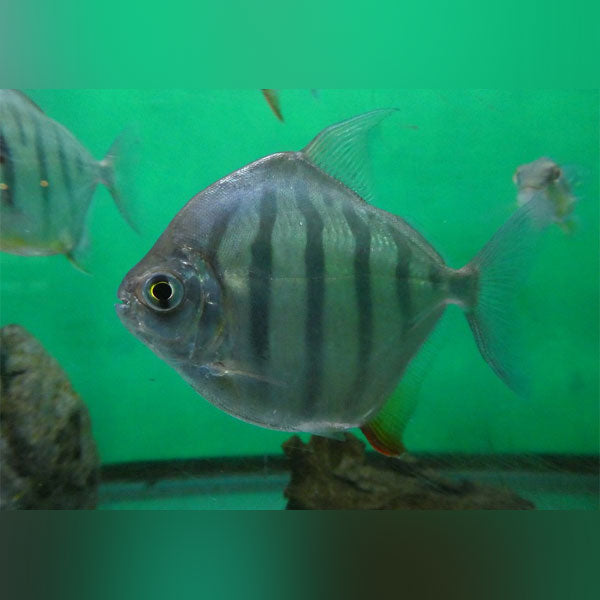 Tiger Striped Silver Dollar