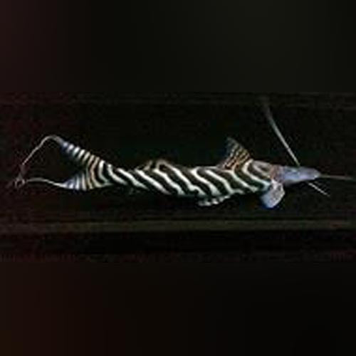 Tigrinis Catfish