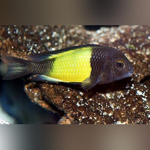 Tropheus Moorii Yellow Banded