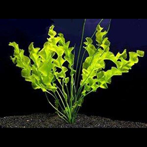 Ulvaceus Bulb w plant