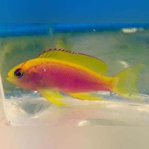 Ventralis Anthias