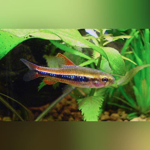 Weitzmani Tetra