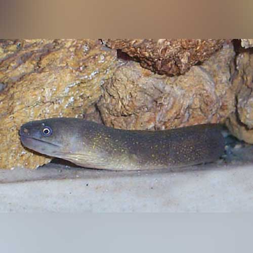 Moray Eels Where To Buy Live Eels Near Me White Cheek Moray Eel