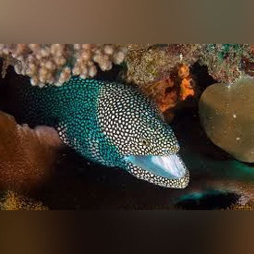White Mouth White Tail Eel
