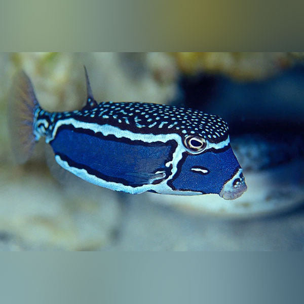 Whitley Boxfish for sale –