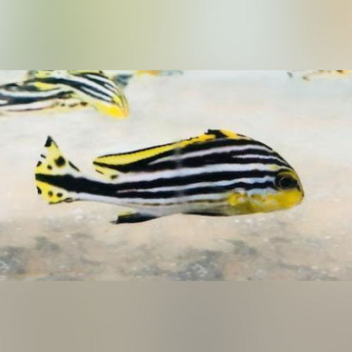 Yellow Line Sweetlips