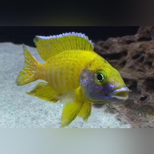 Peacock Cichlid Yellow