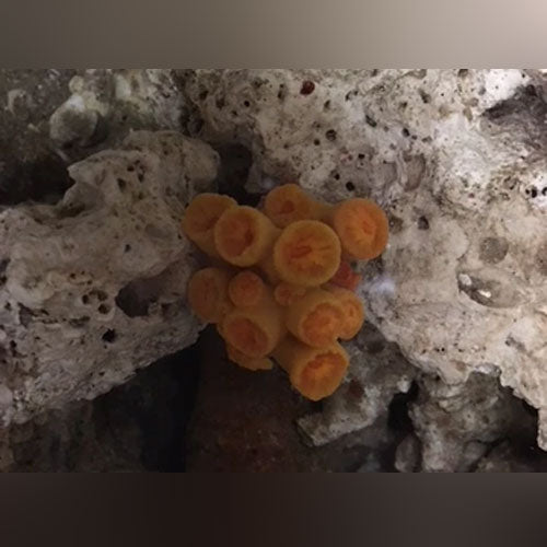 Yellow Sun Coral