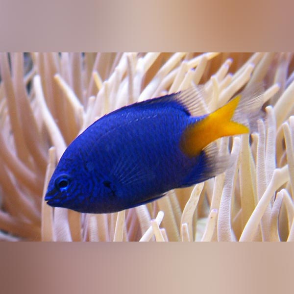 A bright blue fish with a bright yellow tail fin swimming among coral.