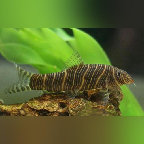 Zebra Loach