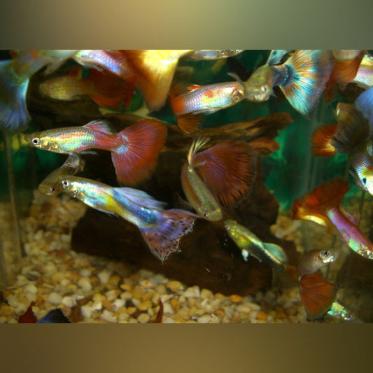 AFS Choice Guppy Large (Pair)