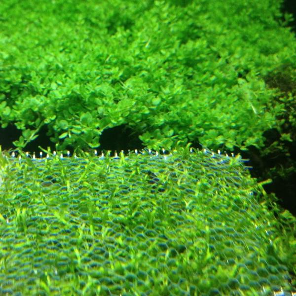 Baby Tears Dwarf (Portion)