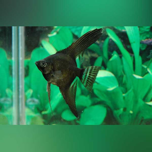 Full Black Angelfish