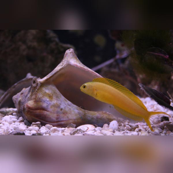 A yellow Canary Blenny fish swimming next to a large seashell in a saltwater aquarium environment.