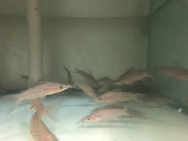 Porthole Catfish