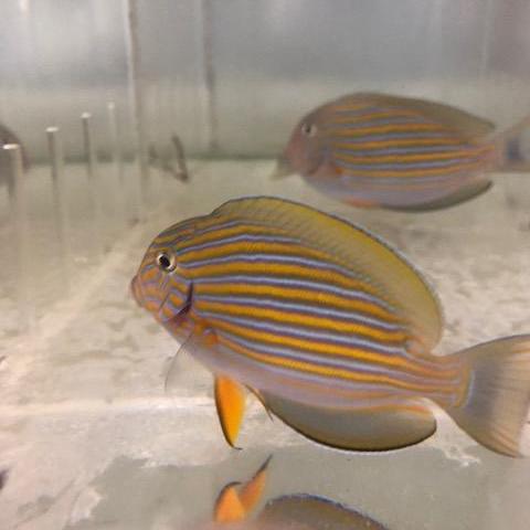 A Clown Tang fish with horizontal blue striping on a bright yellow to orange background, viewed from above in a small aquarium setting.